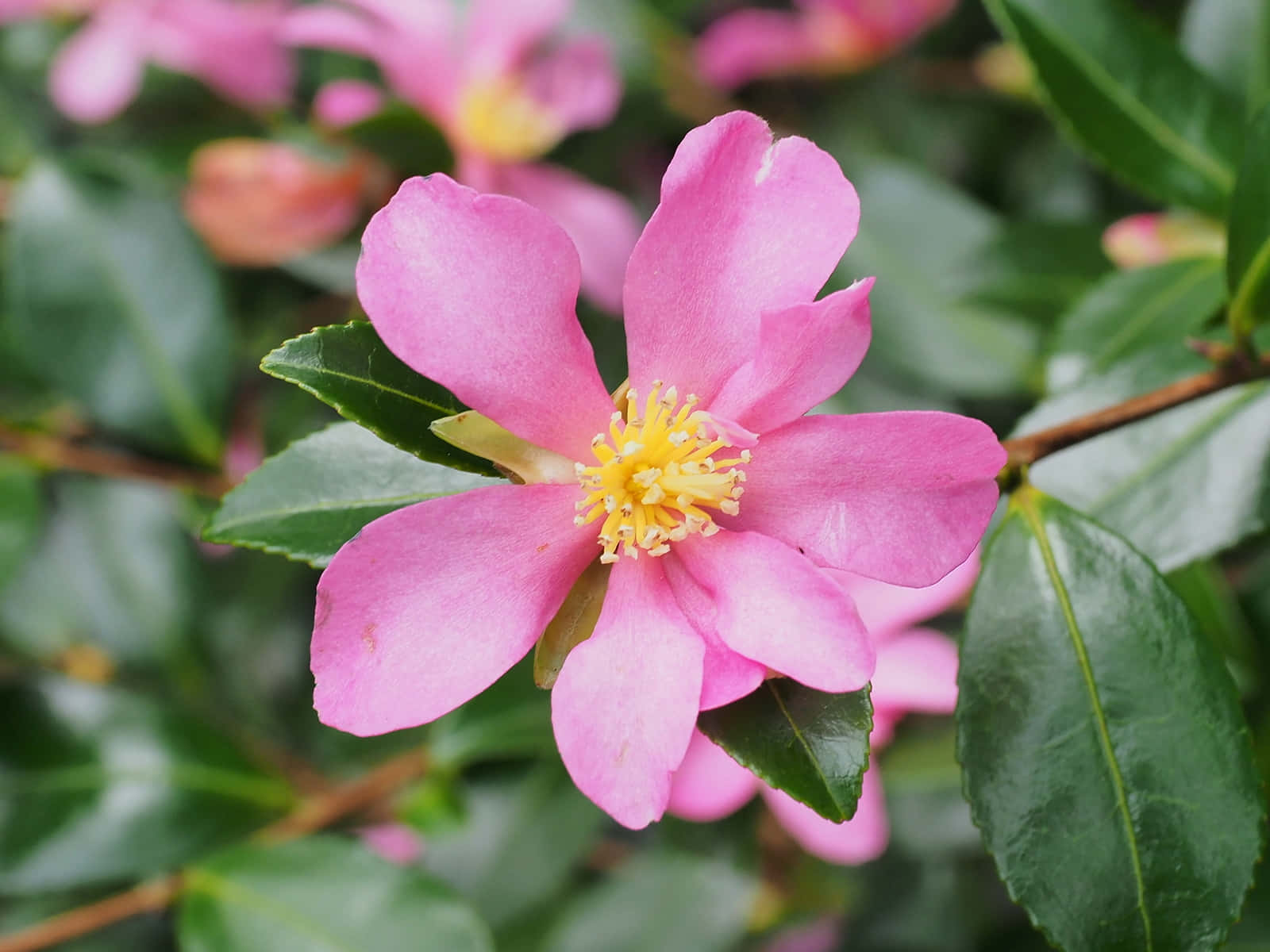 Camellia Sasanqua blooms brightly in the mid-winter