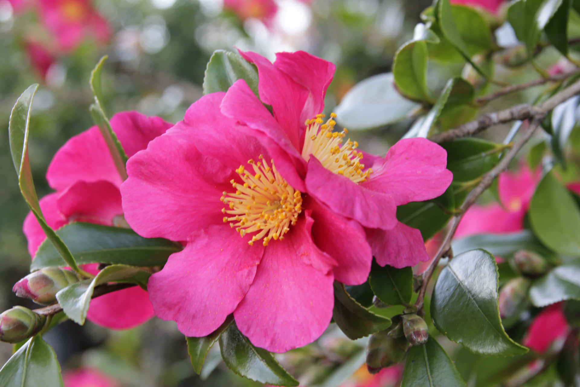 "Beautiful Camellia Sasanqua Blooming in Nature"