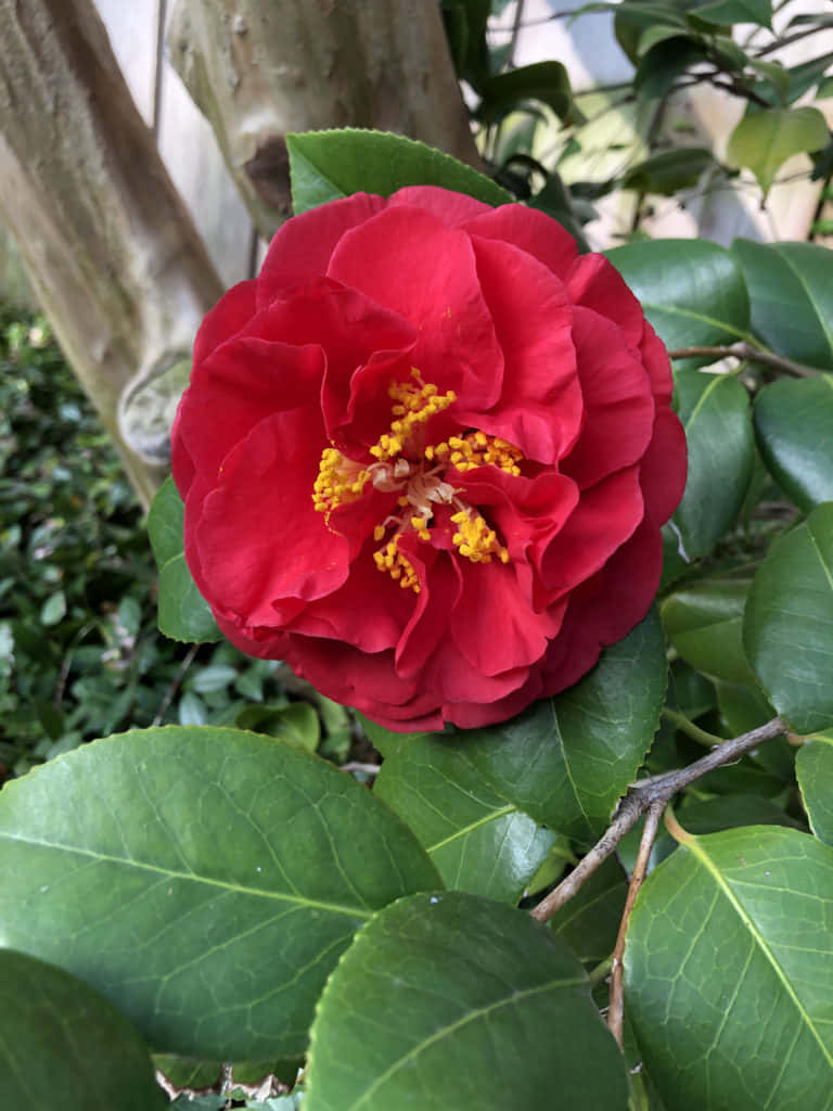 A Camellia Sasanqua in Full Bloom