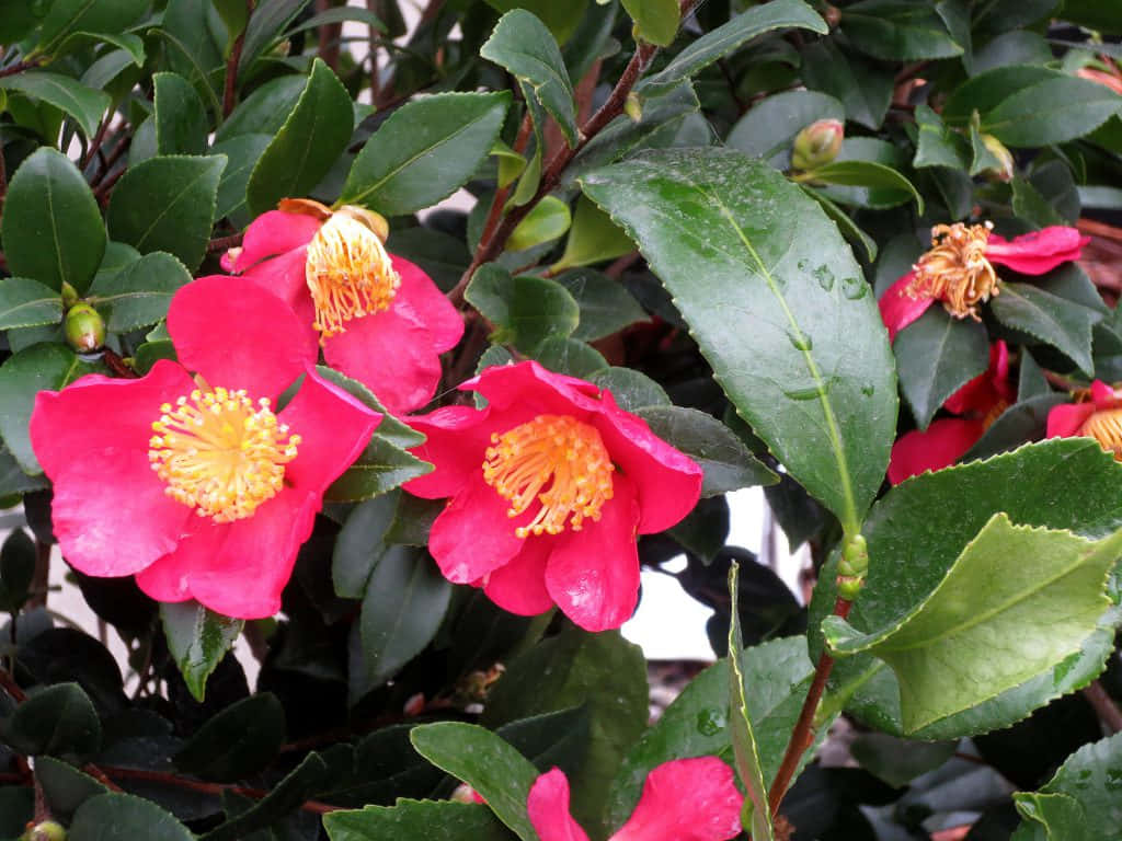 Eineweiße Und Rosa Camellia Sasanqua