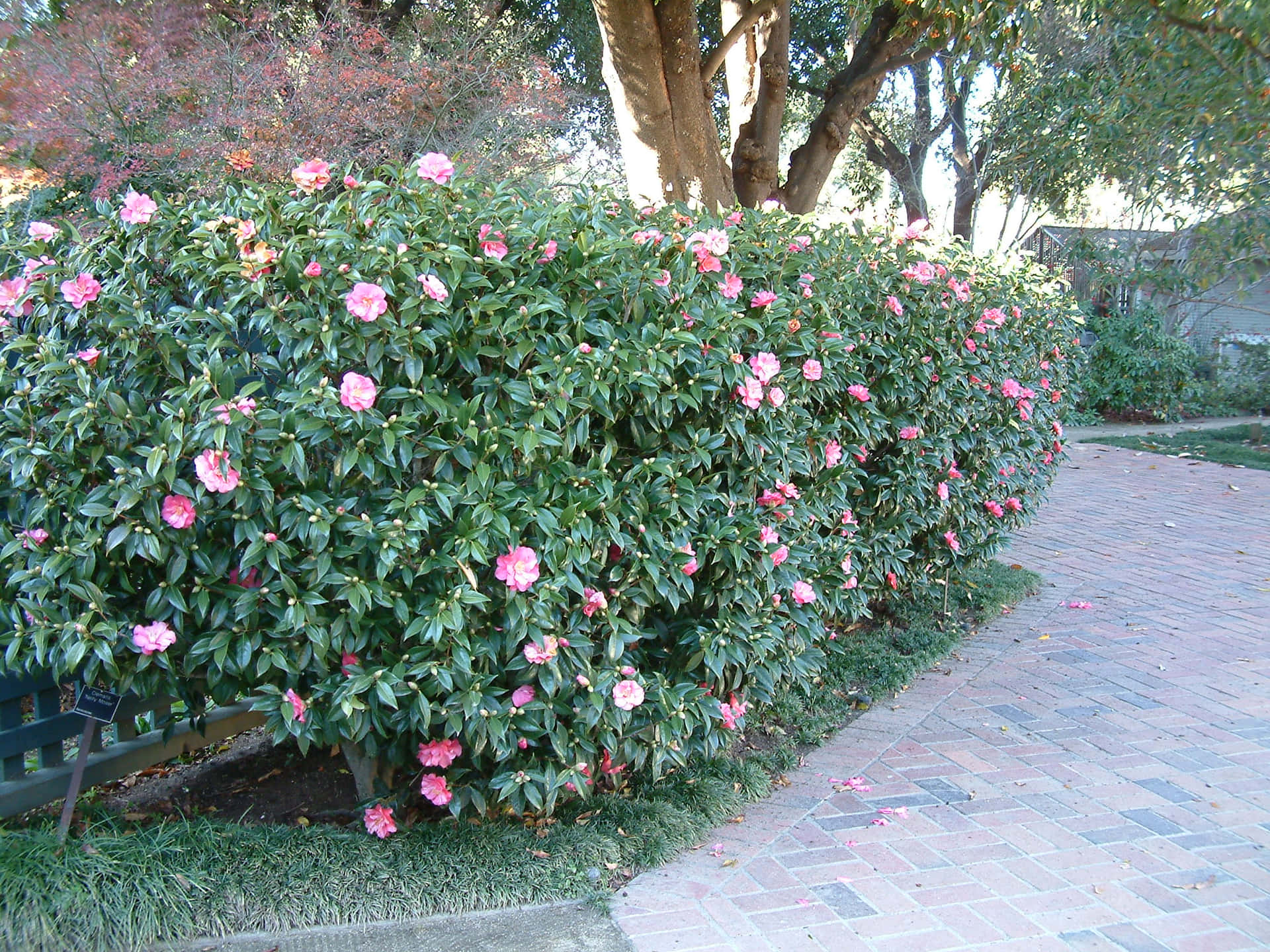 "The beautiful and delicate Camellia Sasanqua"