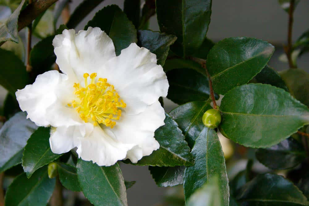Camelliasasanqua En Plena Floración
