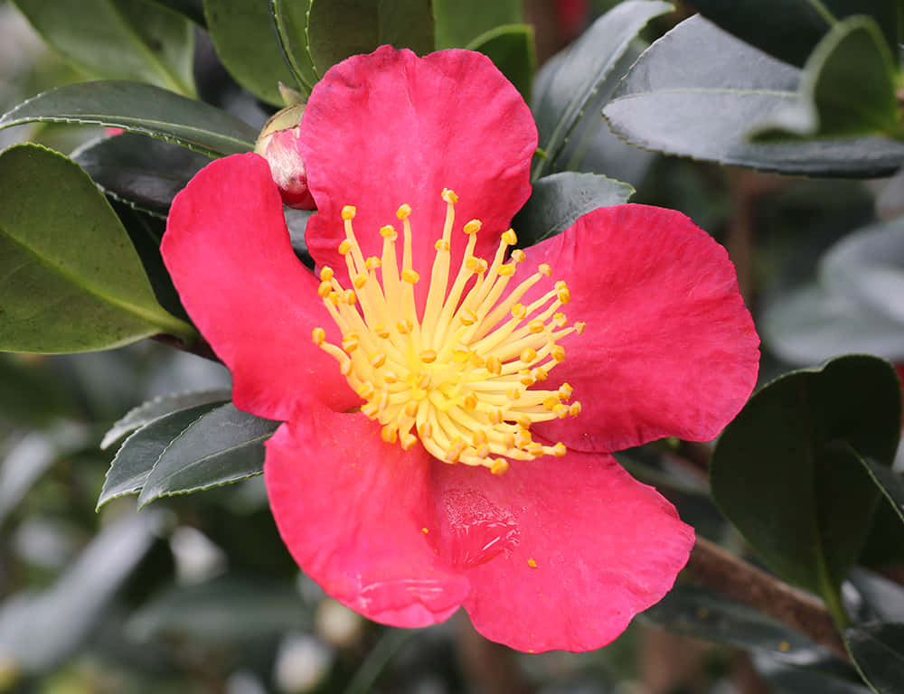A Red Flower With Yellow Petals On A Green Leaf