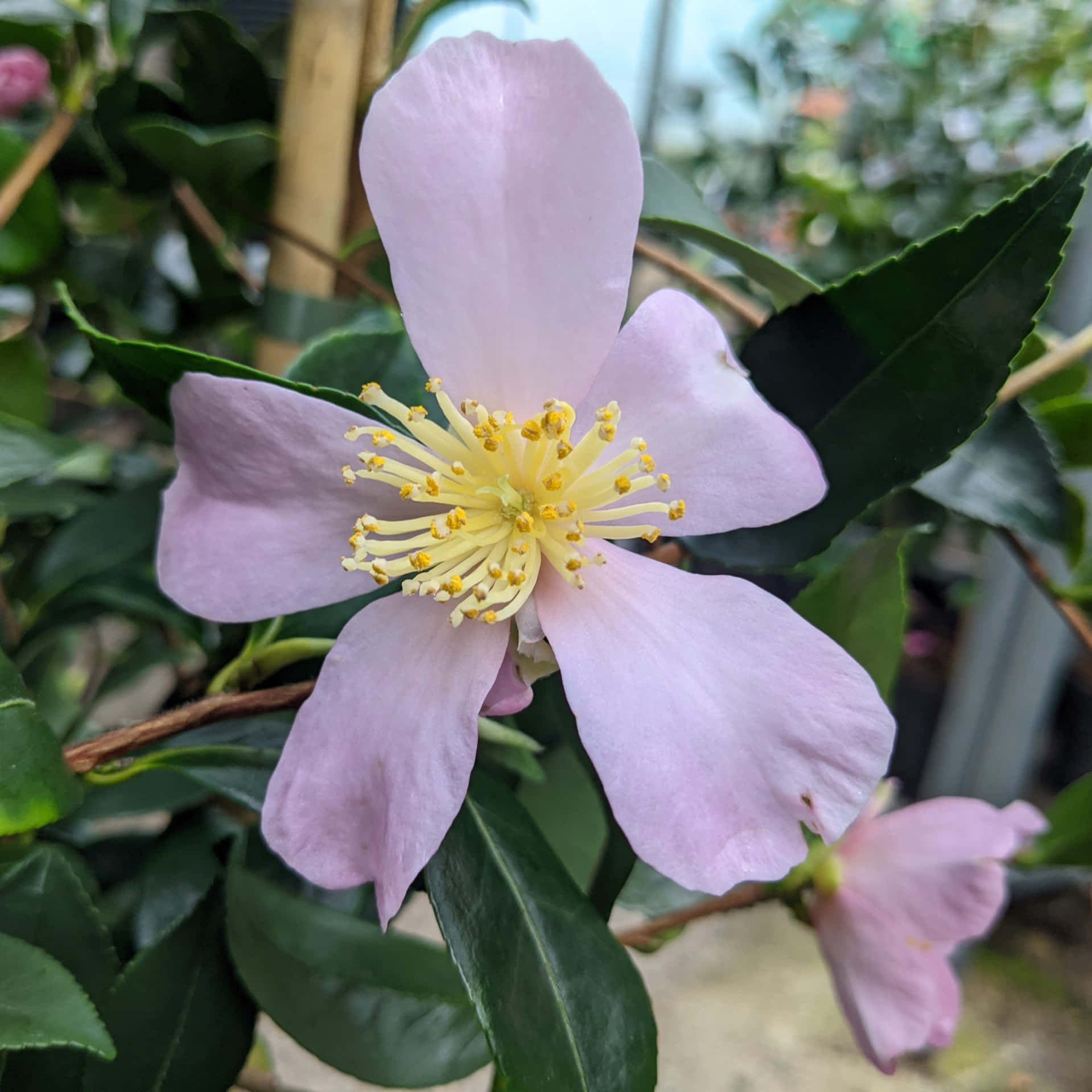 A Blooming Camellia Sasanqua