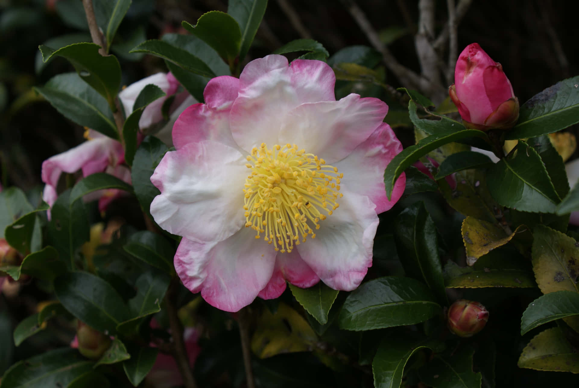 Imágenesde Camellia Sasanqua