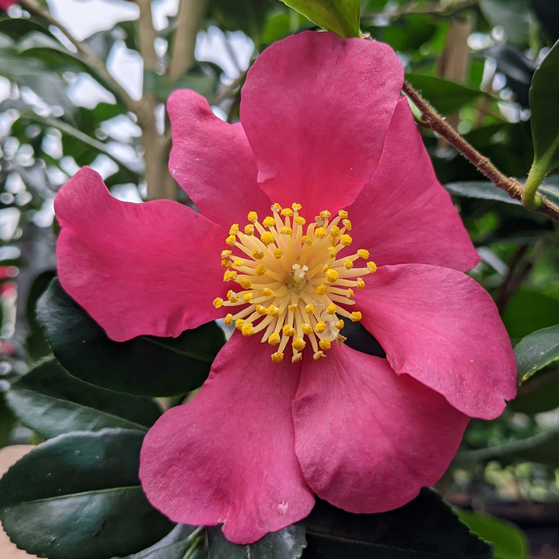 Immaginidi Camellia Sasanqua