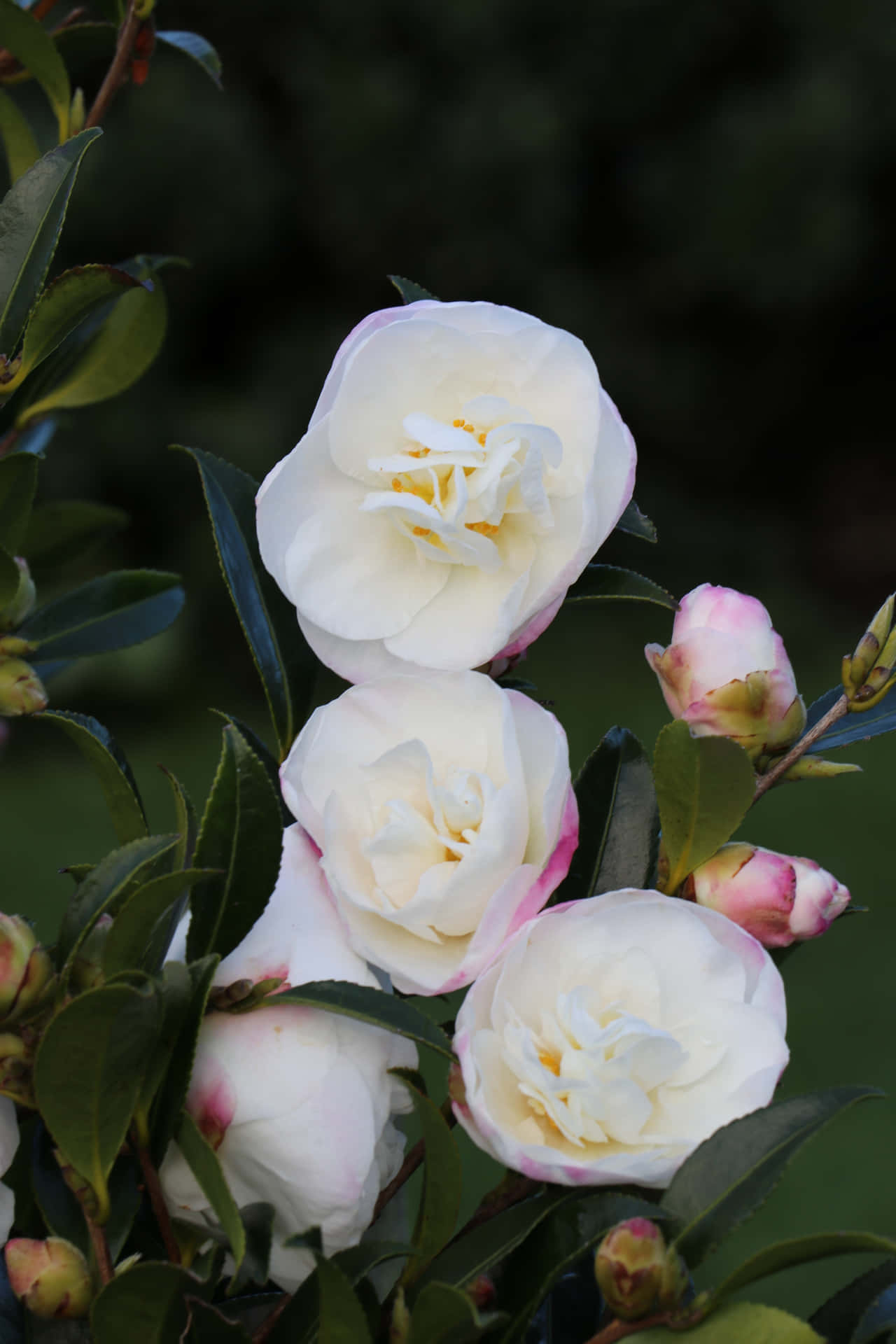 Camellia Sasanqua Pictures