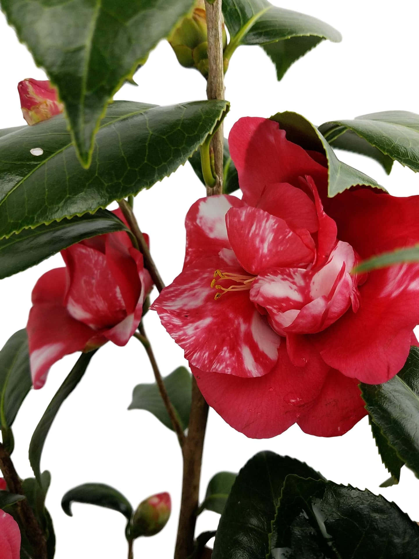 Immaginidi Camellia Sasanqua