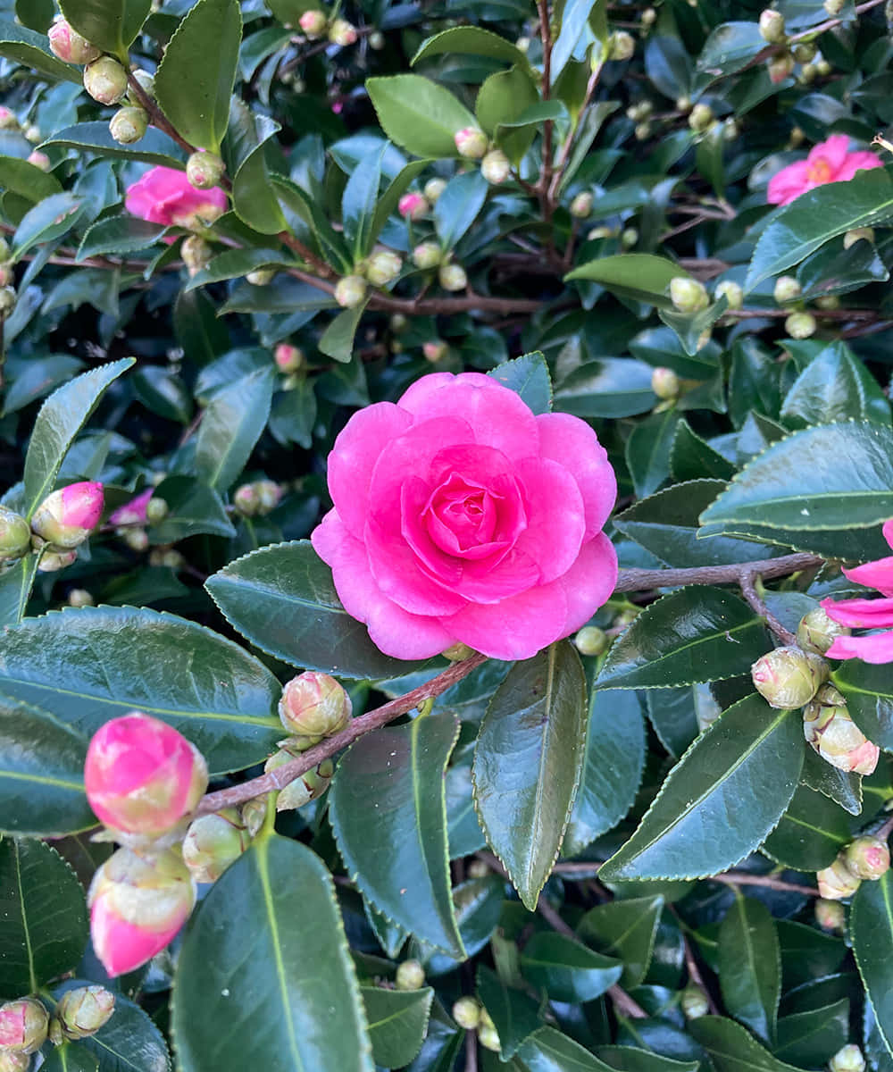 Camellia Sasanqua Pictures