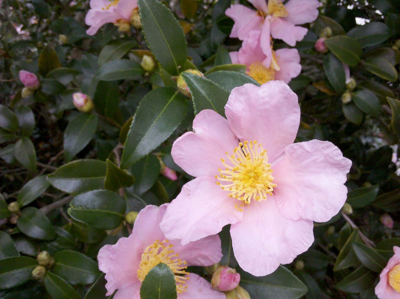 Camellia Sasanqua Pictures