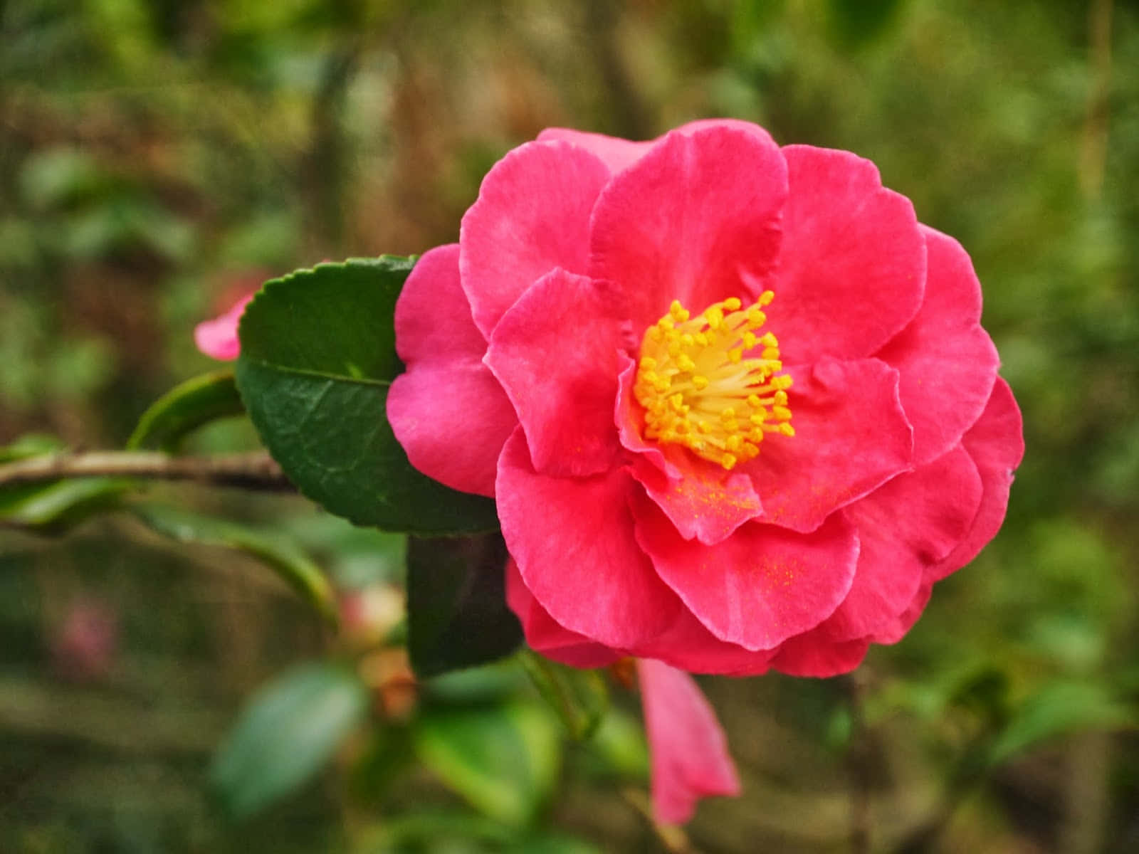 Camellia Sasanqua Pictures