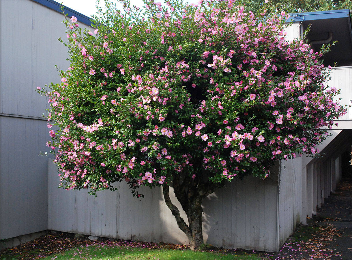 Camellia Sasanqua Tree Wallpaper