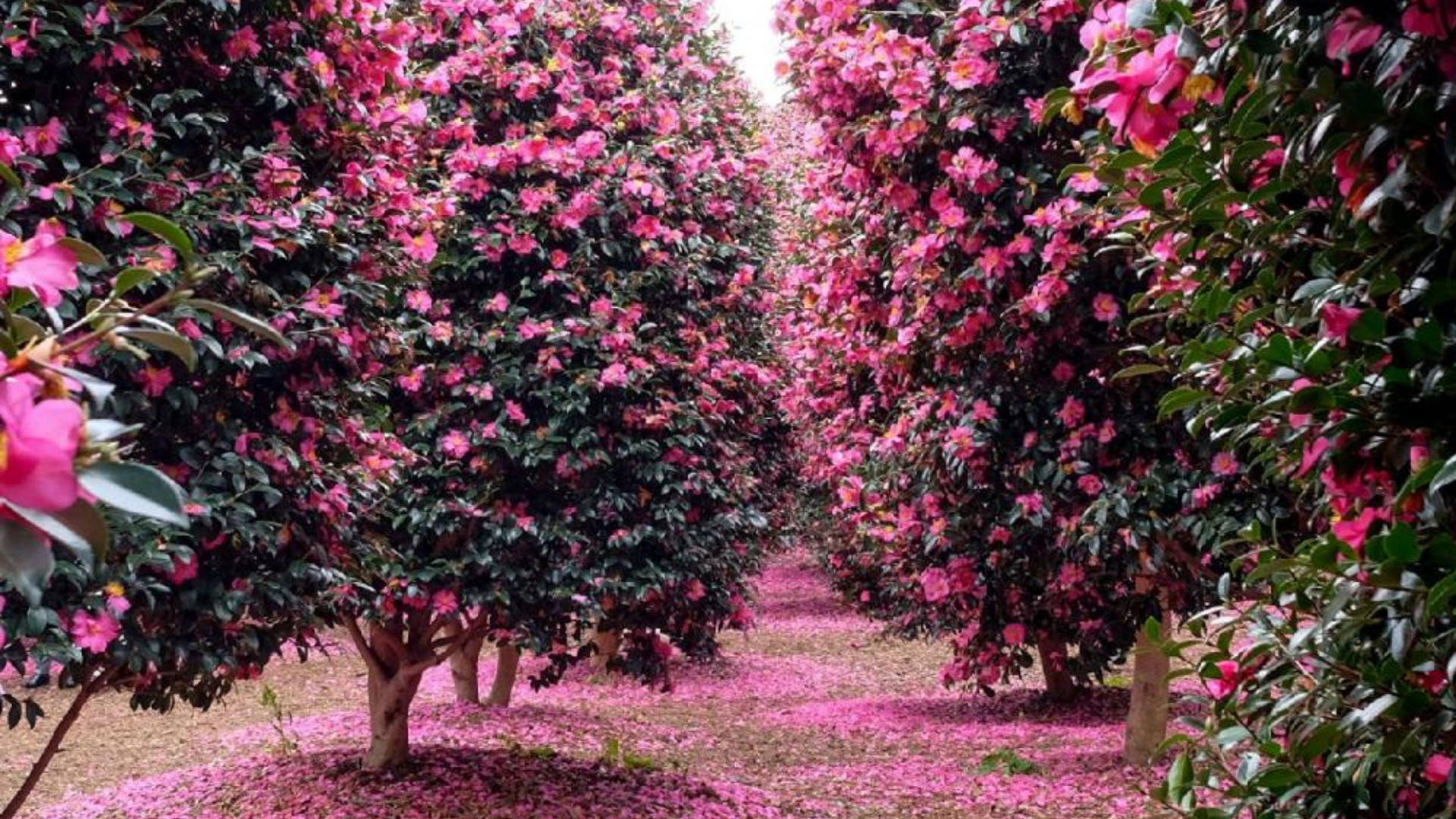 Camellia Sasanqua træer rammer smukt denne tapet. Wallpaper