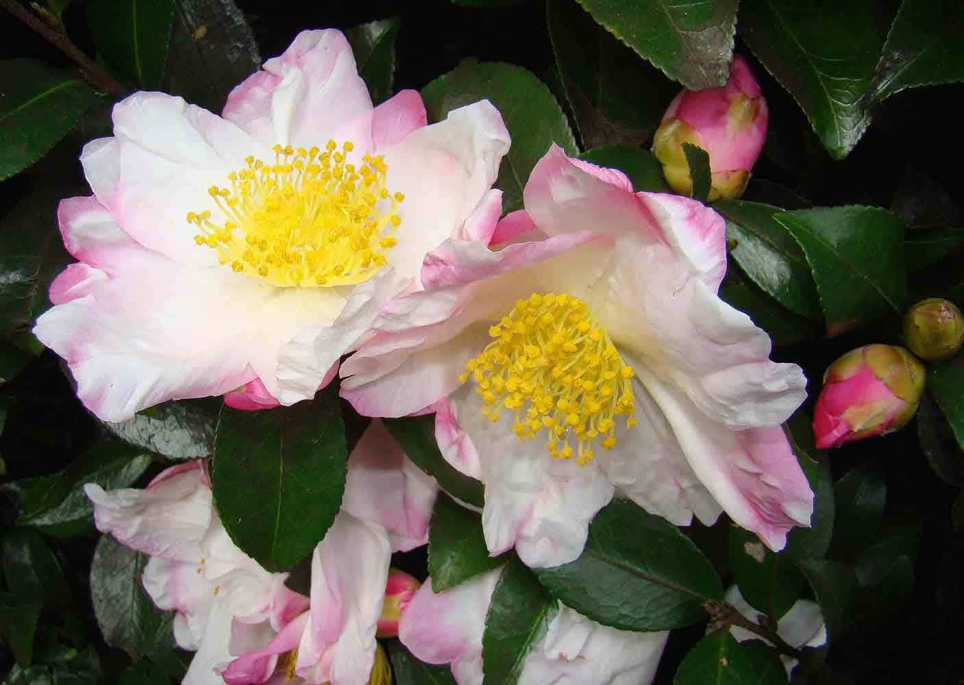 Camelliasasanqua Bilder