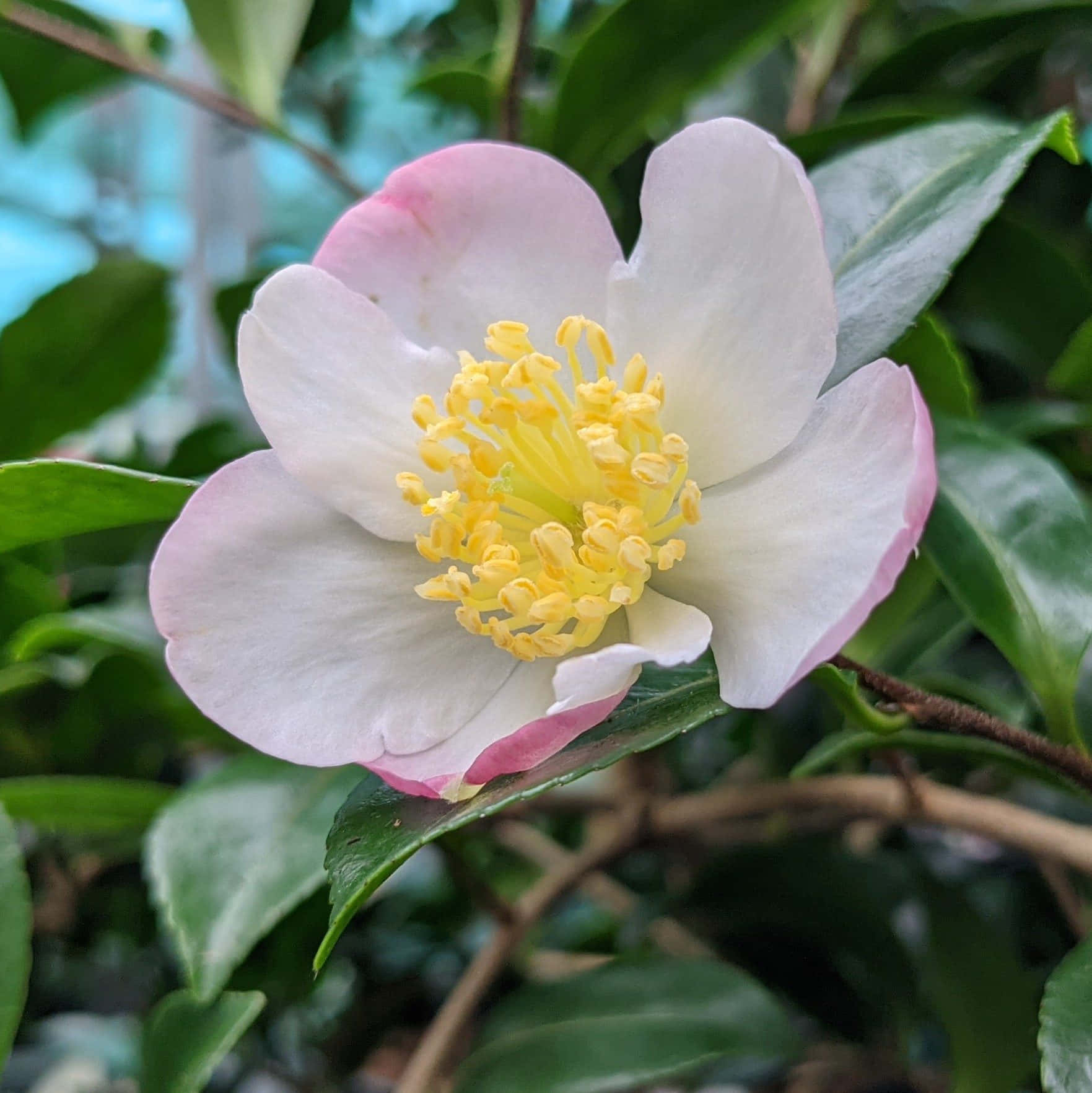 Camelliasasanqua Billeder