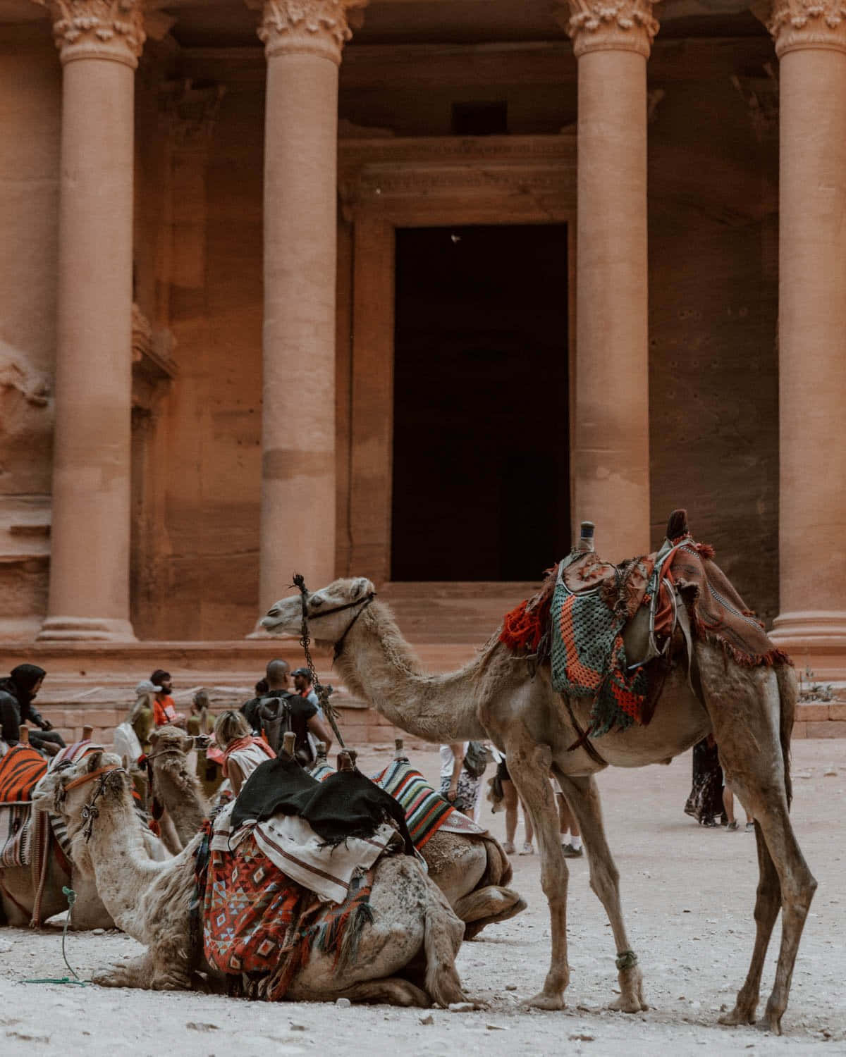 Camels By Jordan Petra Columns Picture