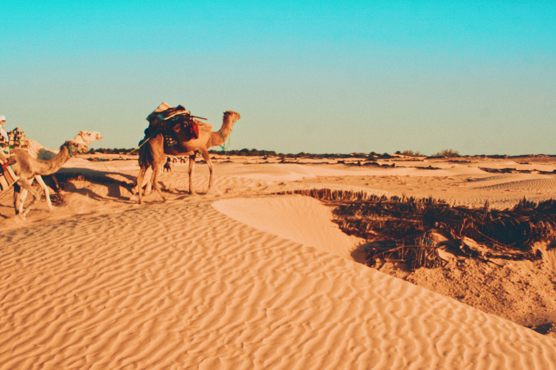 Camels In Desert Of Tunisia Wallpaper