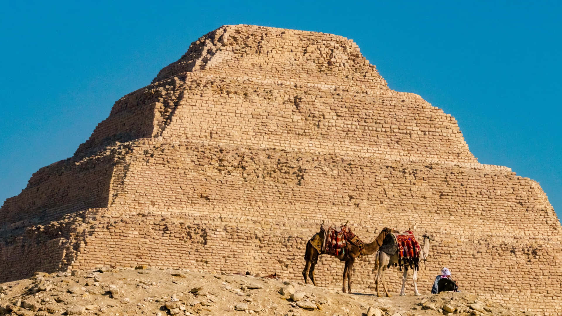 Camels In Front Of Saqqara Pyramid Wallpaper
