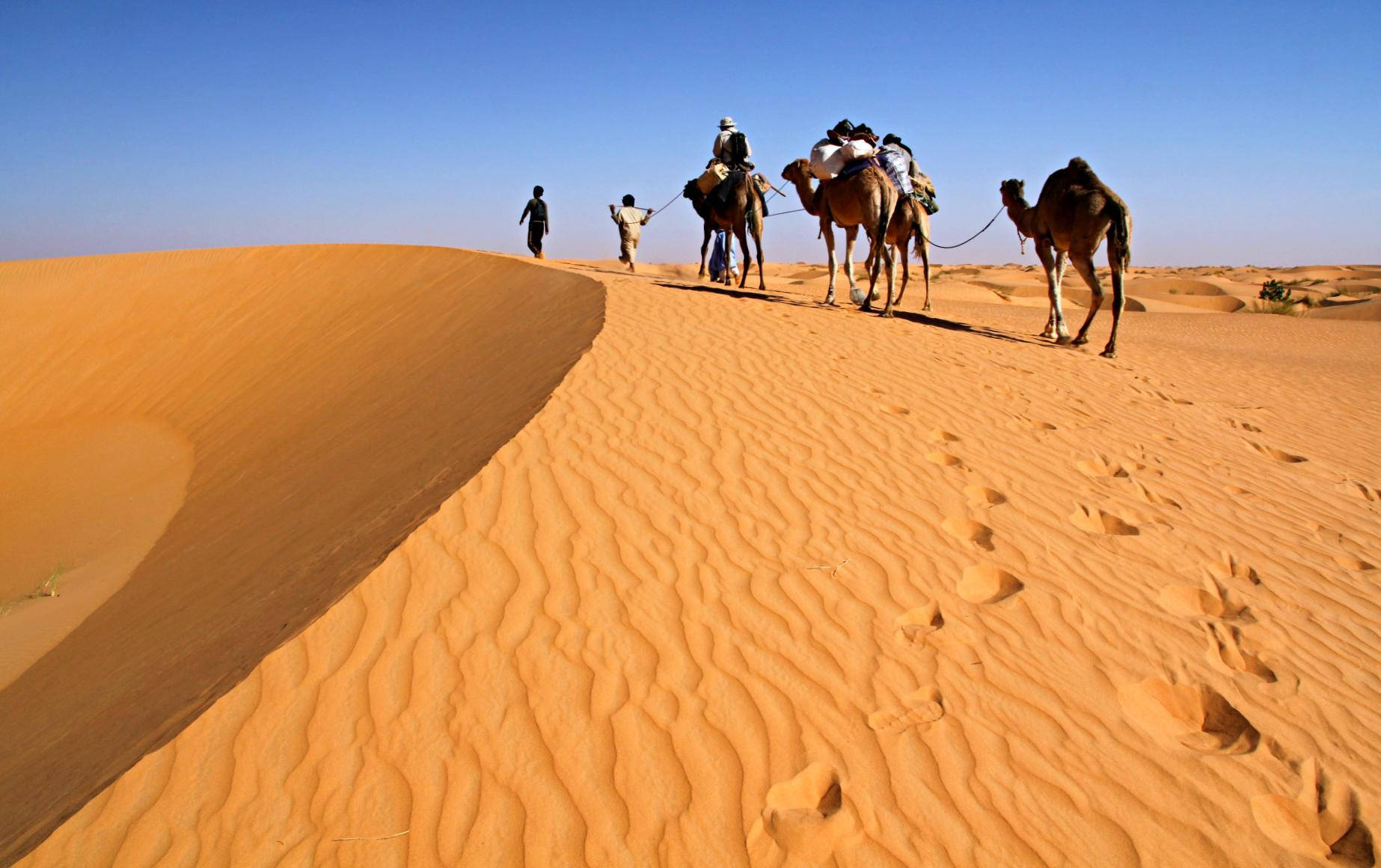 Kameleri Mauritaniens Öken. Wallpaper