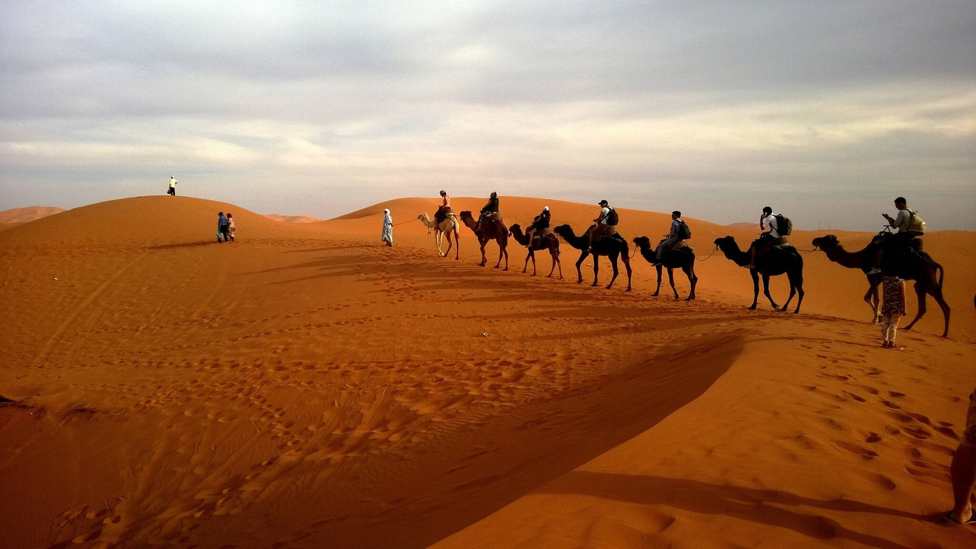 Camels In Sahara Desert Wallpaper