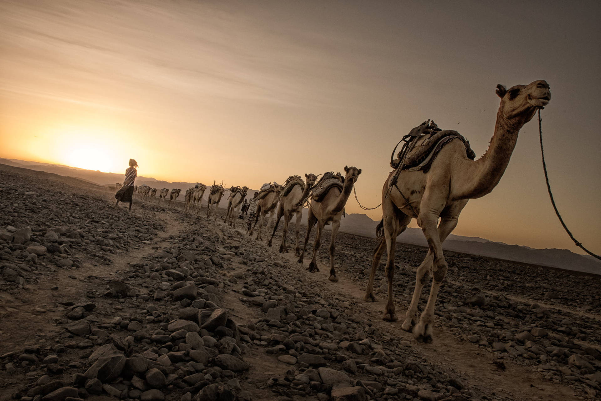 Camels Line Up Wallpaper