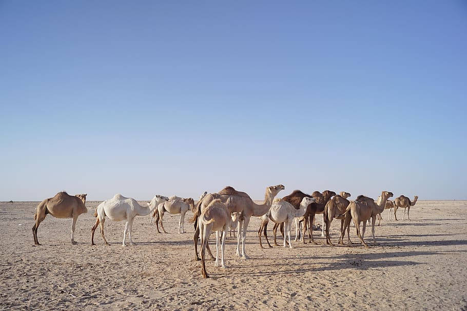 Cameler i Mauritania vandrer i fjerne ørkener. Wallpaper