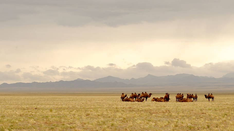 Kamelerfrån Mongoliet. Wallpaper