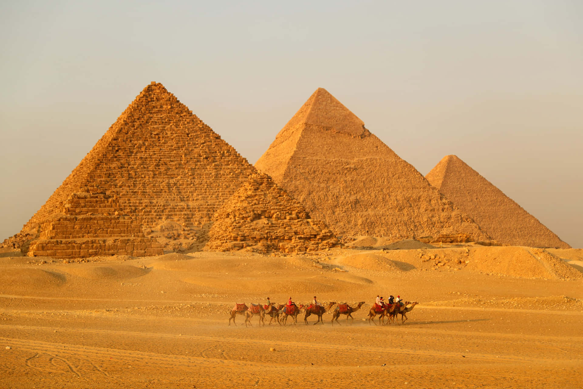 Kameler på en tur på Giza-pyramiderne Wallpaper