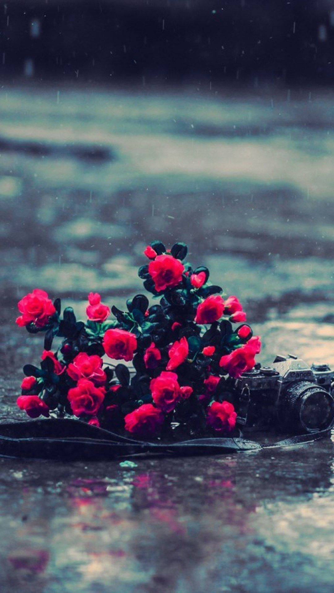 Camera And Roses Under The Beautiful Rain Wallpaper