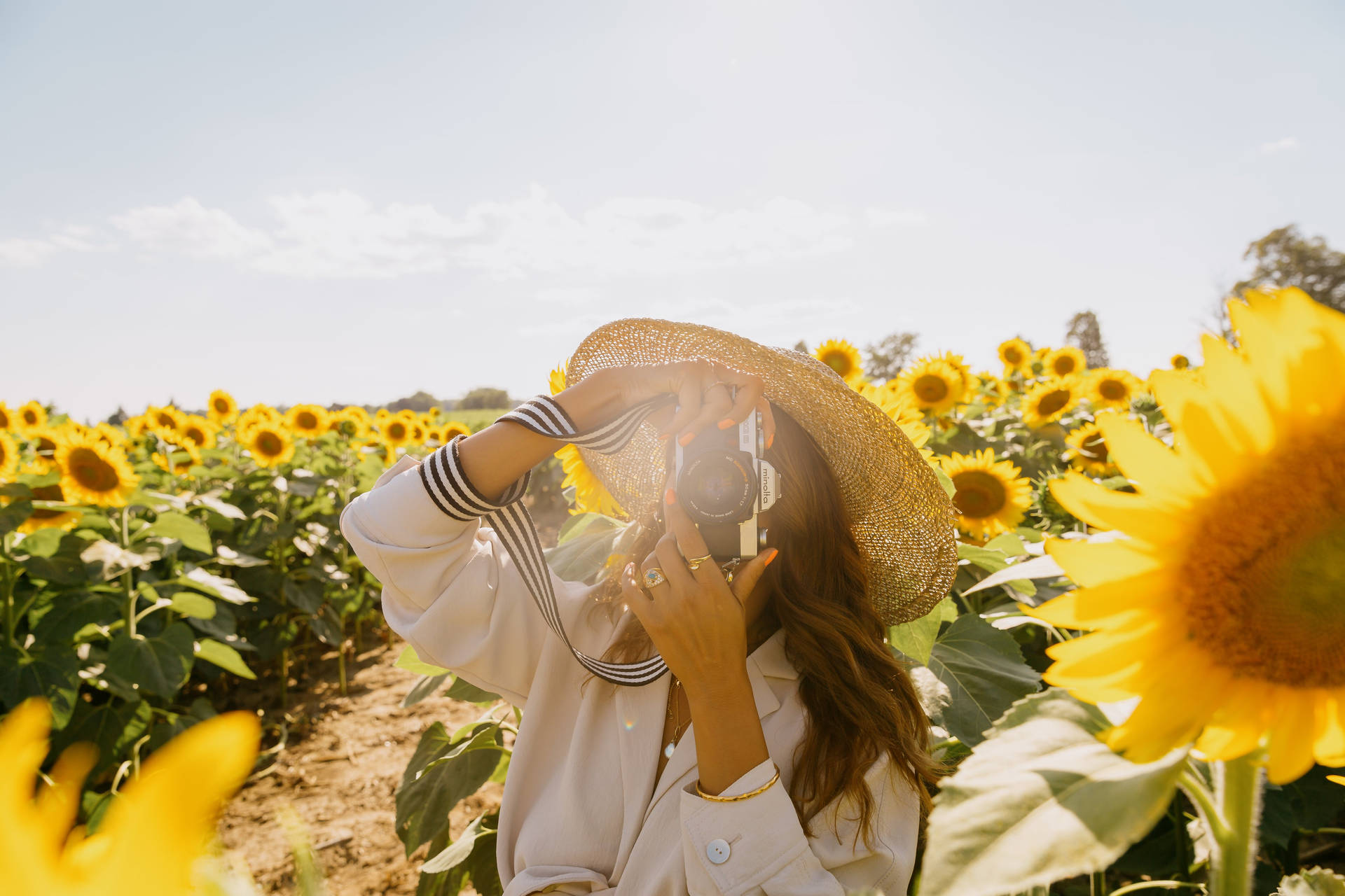 Camera In The Sunflower Field Wallpaper
