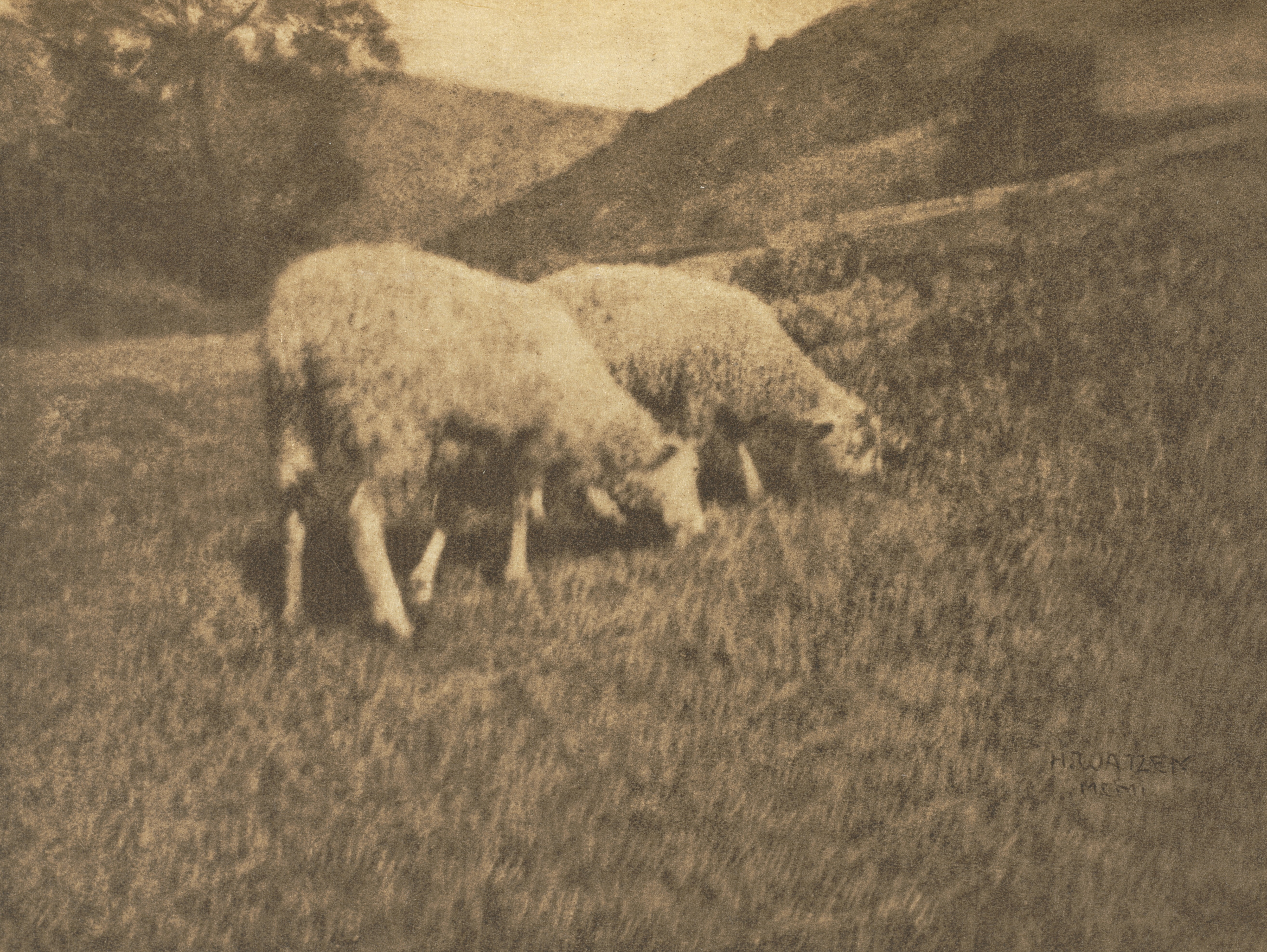 Camera Work: Sheep Wallpaper