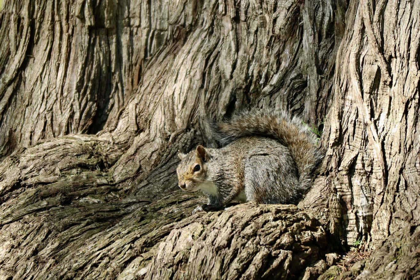 A Squirrel Is Sitting On A Tree Trunk