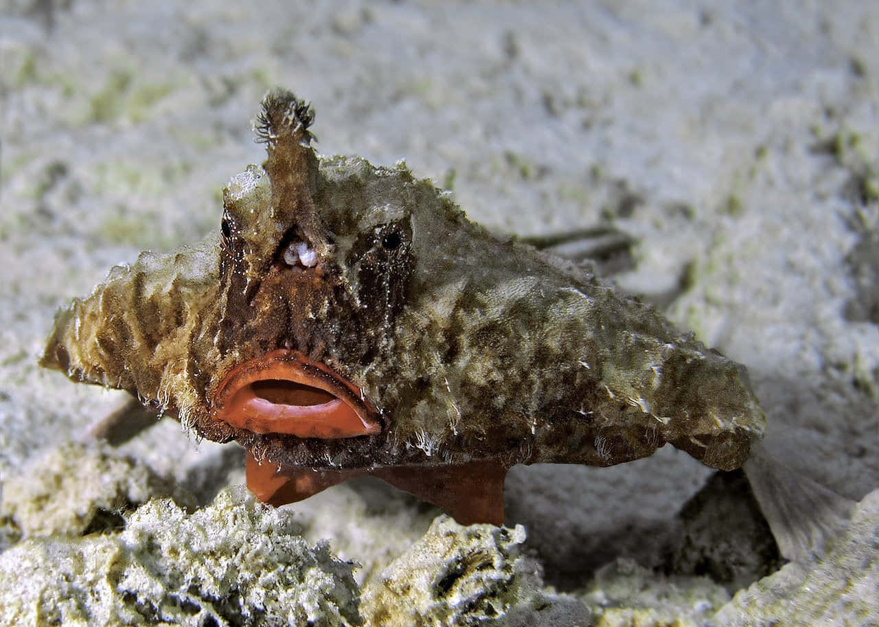 Camouflaged_ Batfish_ On_ Sandy_ Bottom.jpg Wallpaper