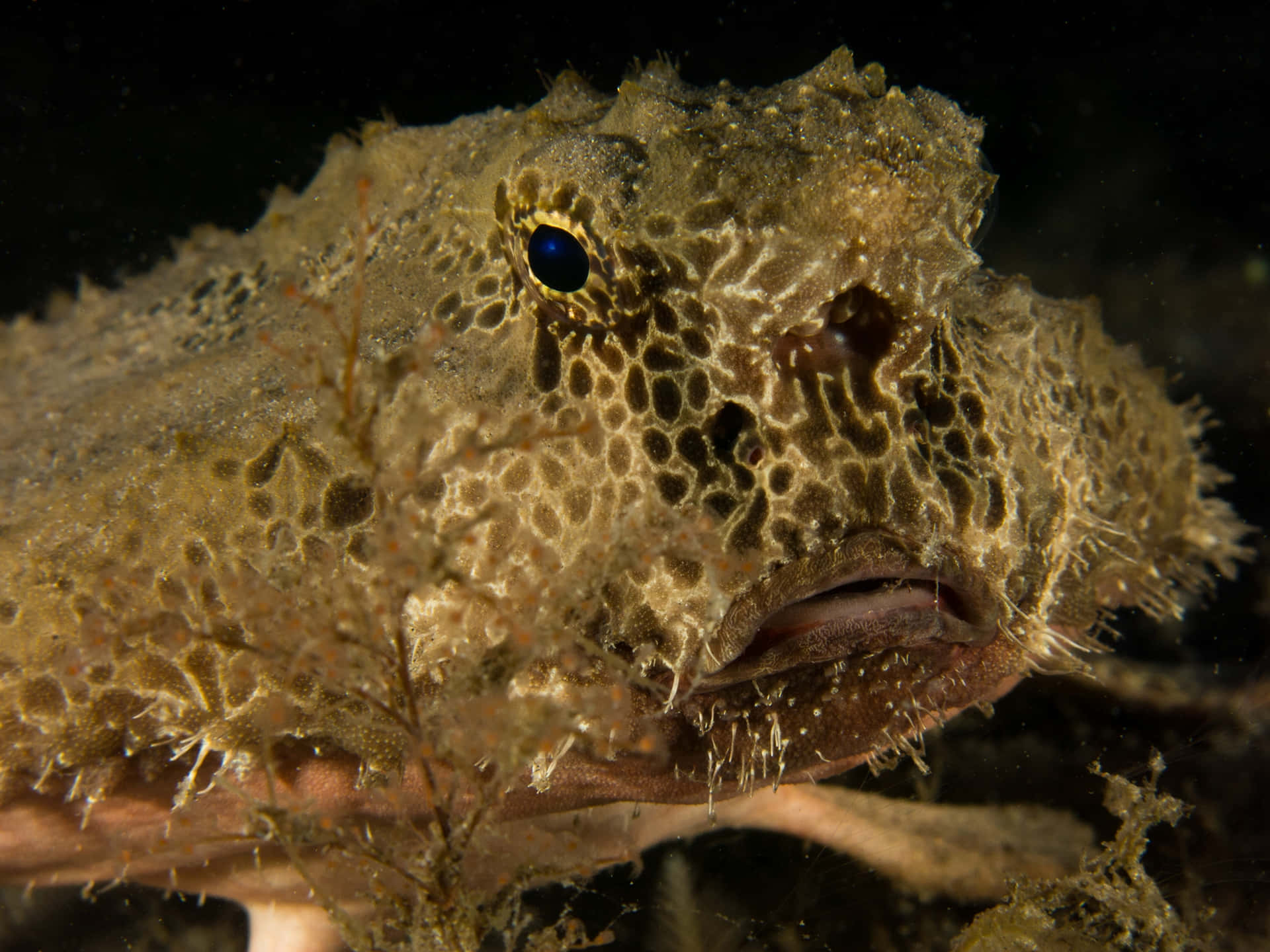 Camouflaged Batfish Underwater Wallpaper