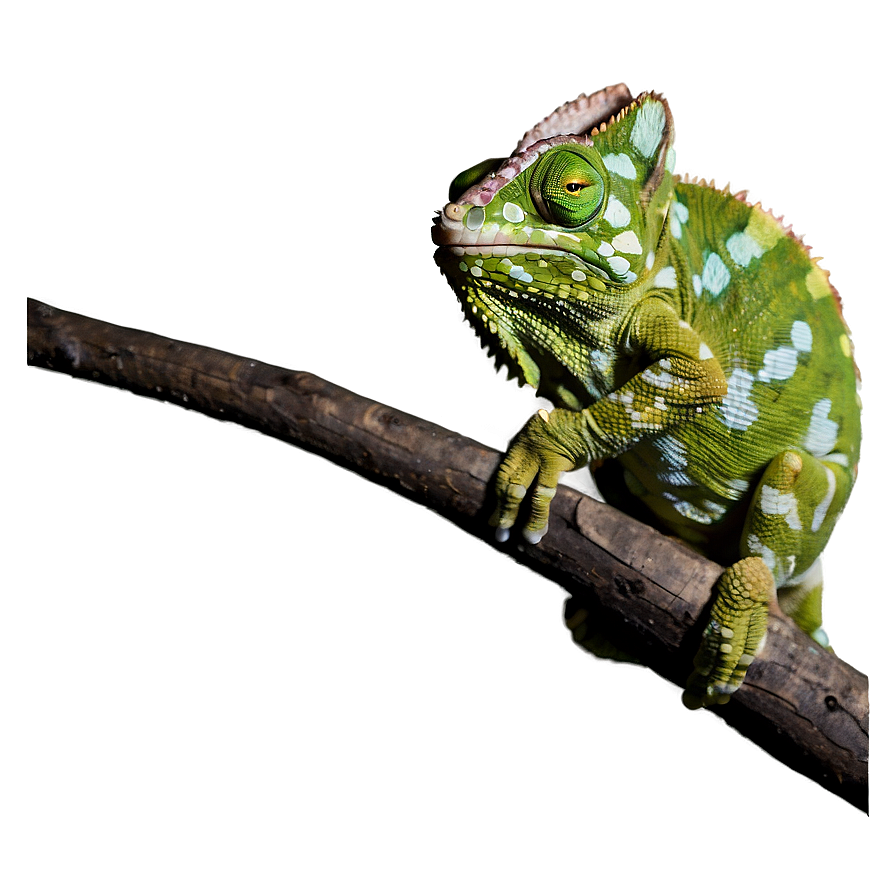 Camouflaged Chameleon Png 06112024 PNG