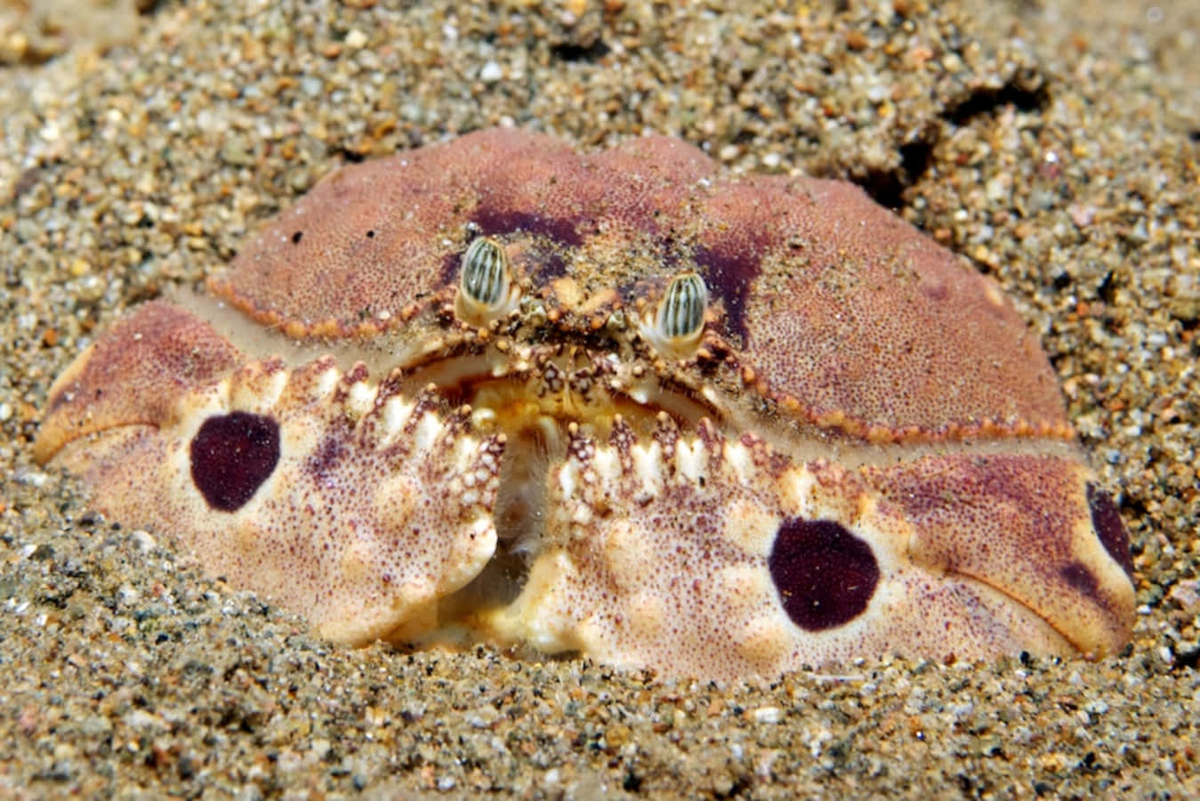 Camouflaged_ Crab_ Burrowed_in_ Sand.jpg Wallpaper