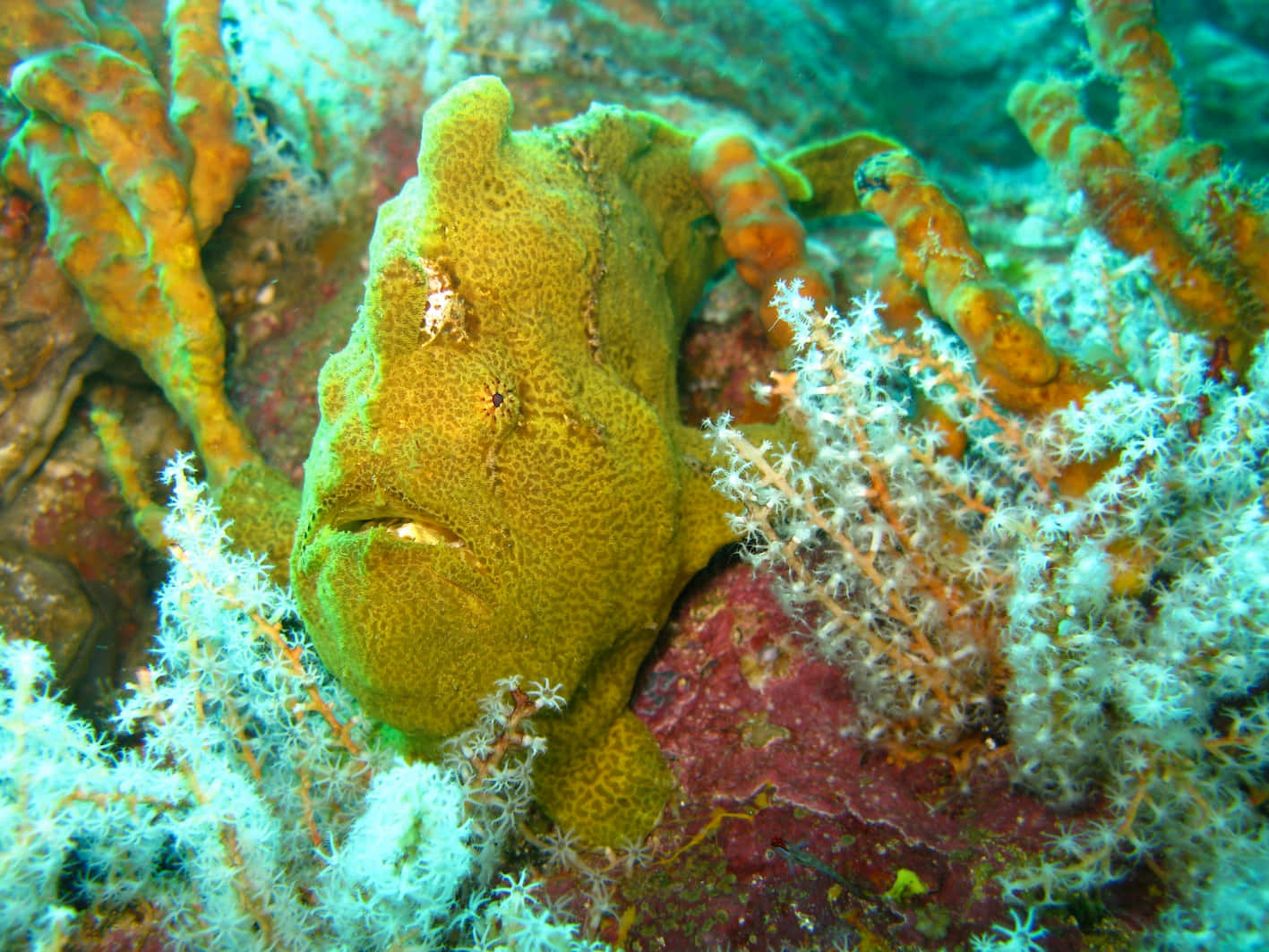 Camouflaged Frogfish Underwater Wallpaper