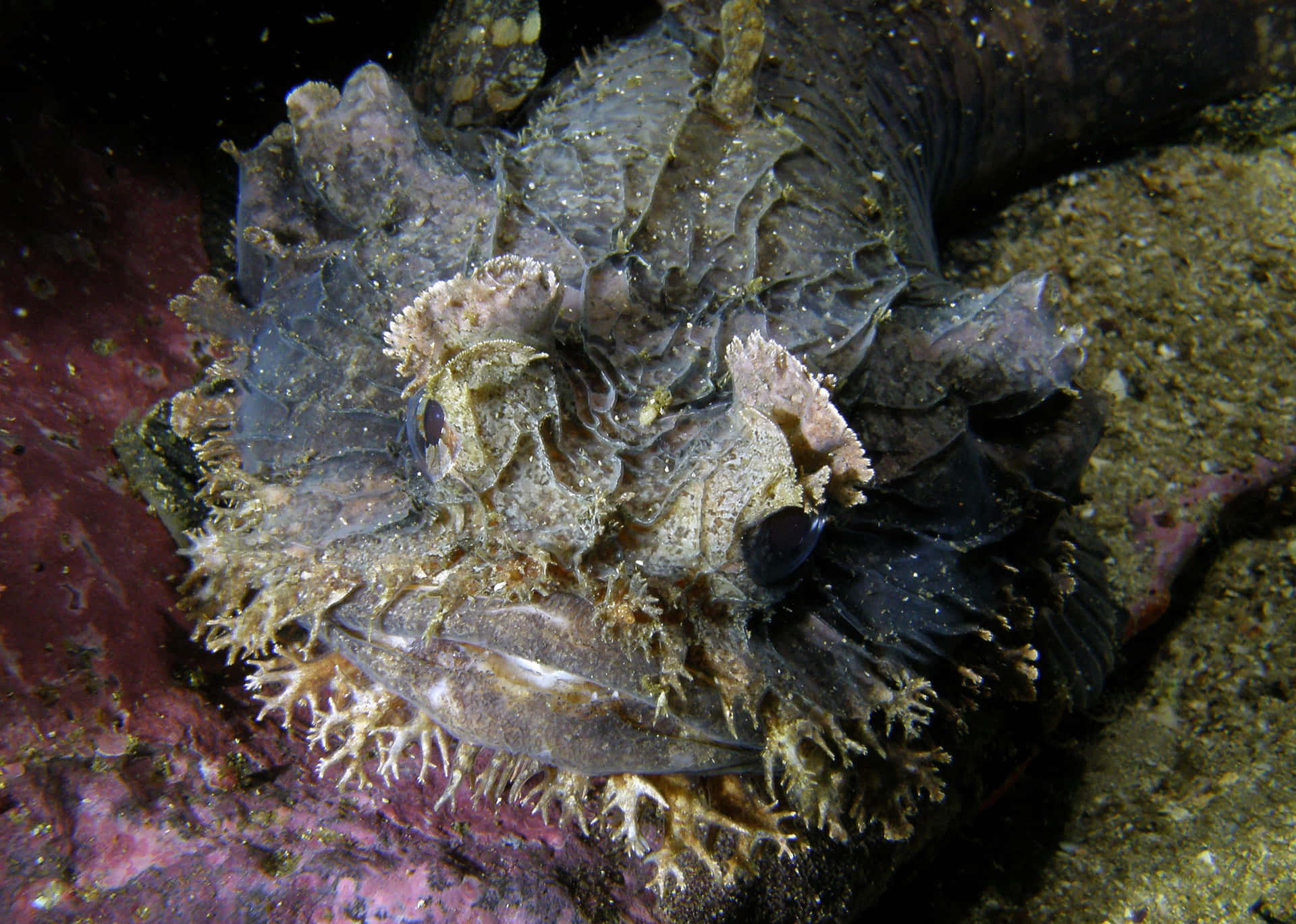 Camouflaged Frogfish Underwater Wallpaper