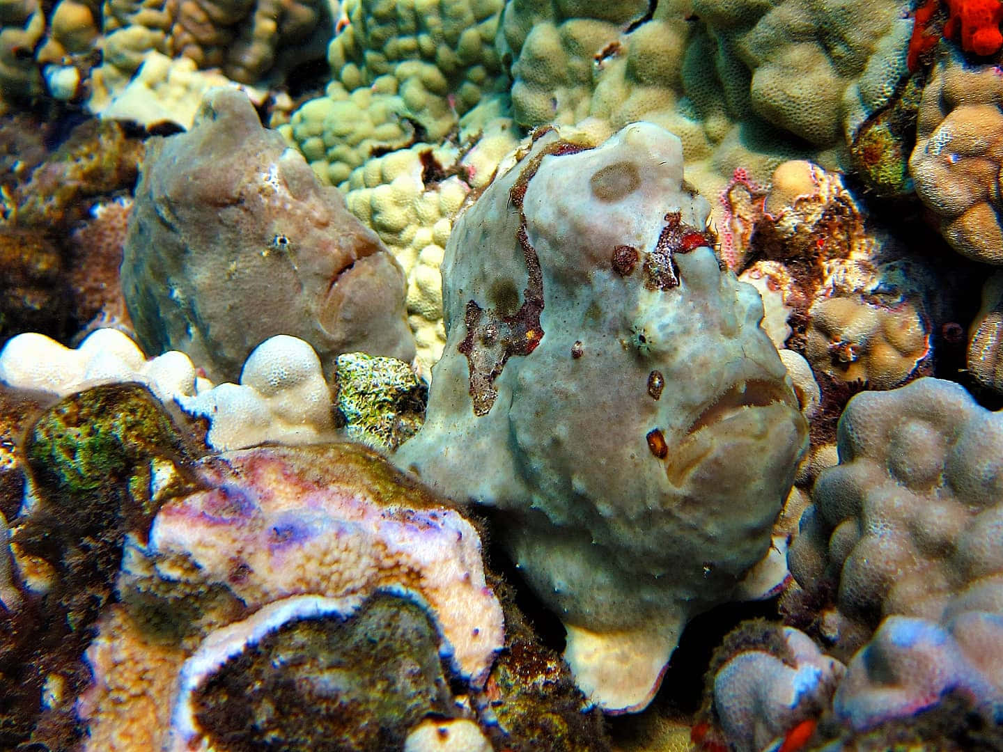 Camouflaged Frogfishin Coral Reef.jpg Wallpaper