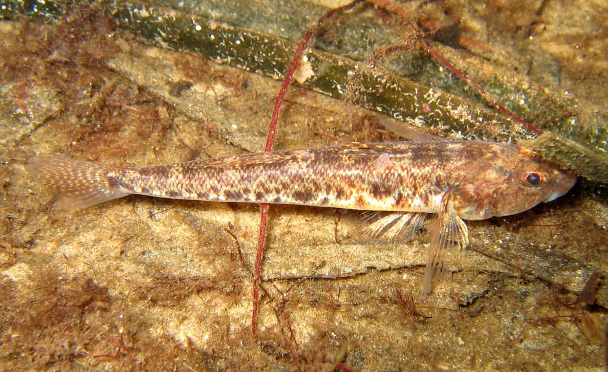 Camouflage Goby Op Zeebodem.jpg Achtergrond