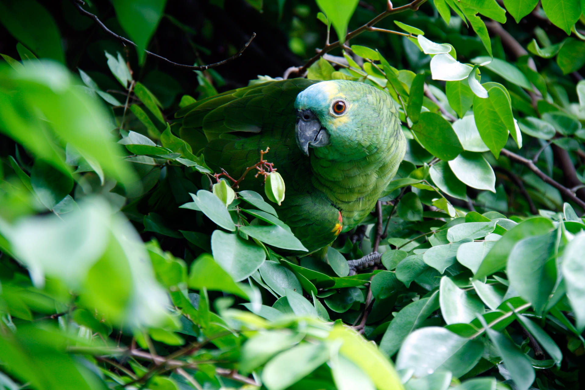 Papagaio Verde Camuflado Hd Papel de Parede