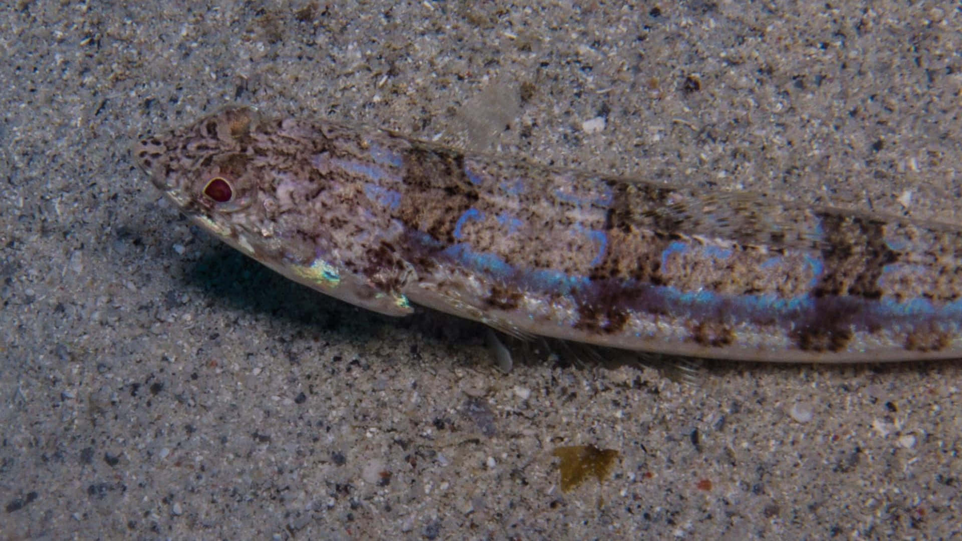 Camouflaged Lizardfishon Sandy Bottom Wallpaper