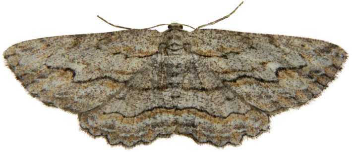 Camouflaged Moth Transparent Background PNG