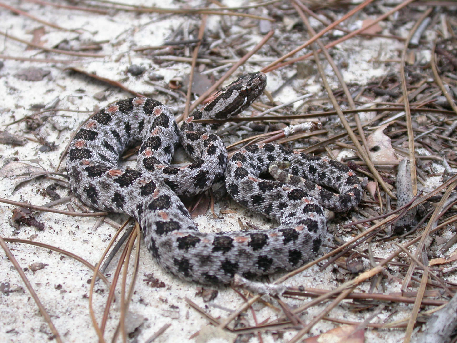 Camouflaged_ Rattlesnake_in_ Natural_ Habitat.jpg Wallpaper