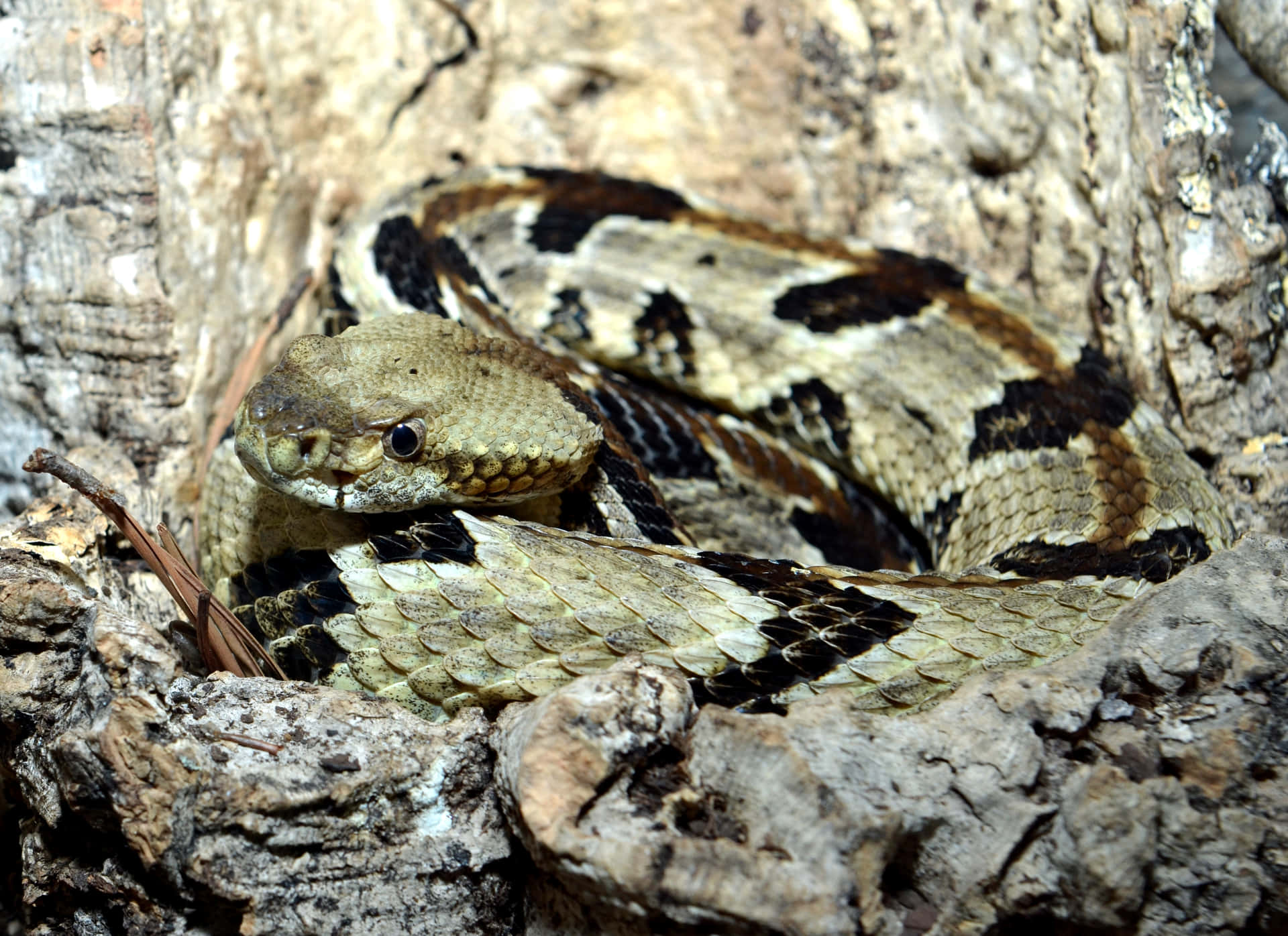 Camouflaged Rattlesnakein Habitat.jpg Wallpaper