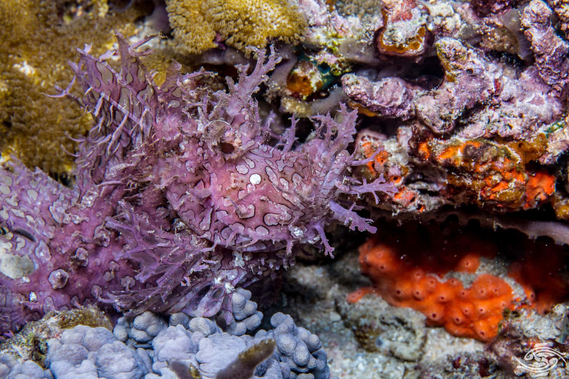 Poisson Scorpion Camouflé Dans Le Récif Corallien.jpg Fond d'écran