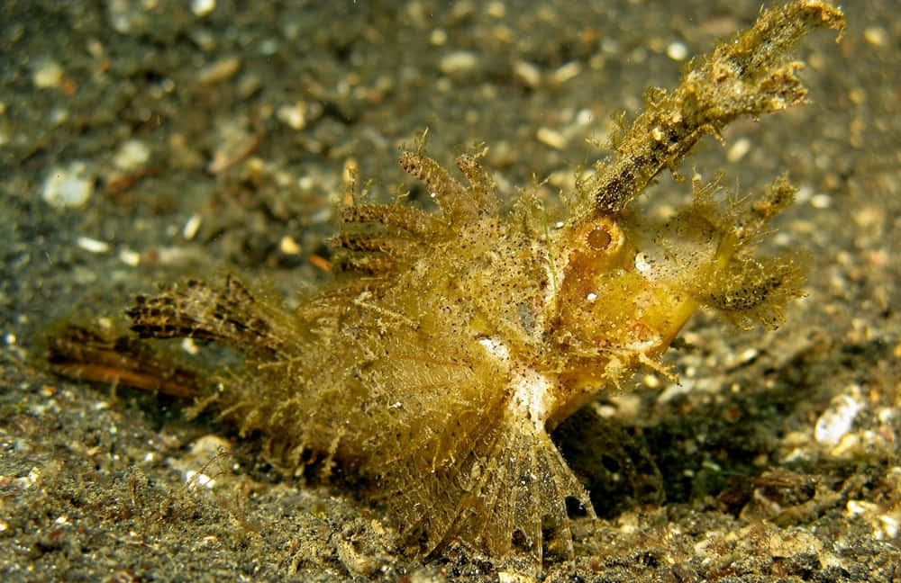 Poisson Scorpion Camouflé Sur Le Lit Océanique.jpg Fond d'écran