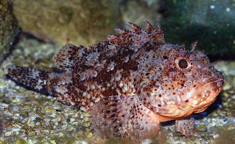 Camouflage Schorpioenvissen Rustend Op De Zeebodem Achtergrond