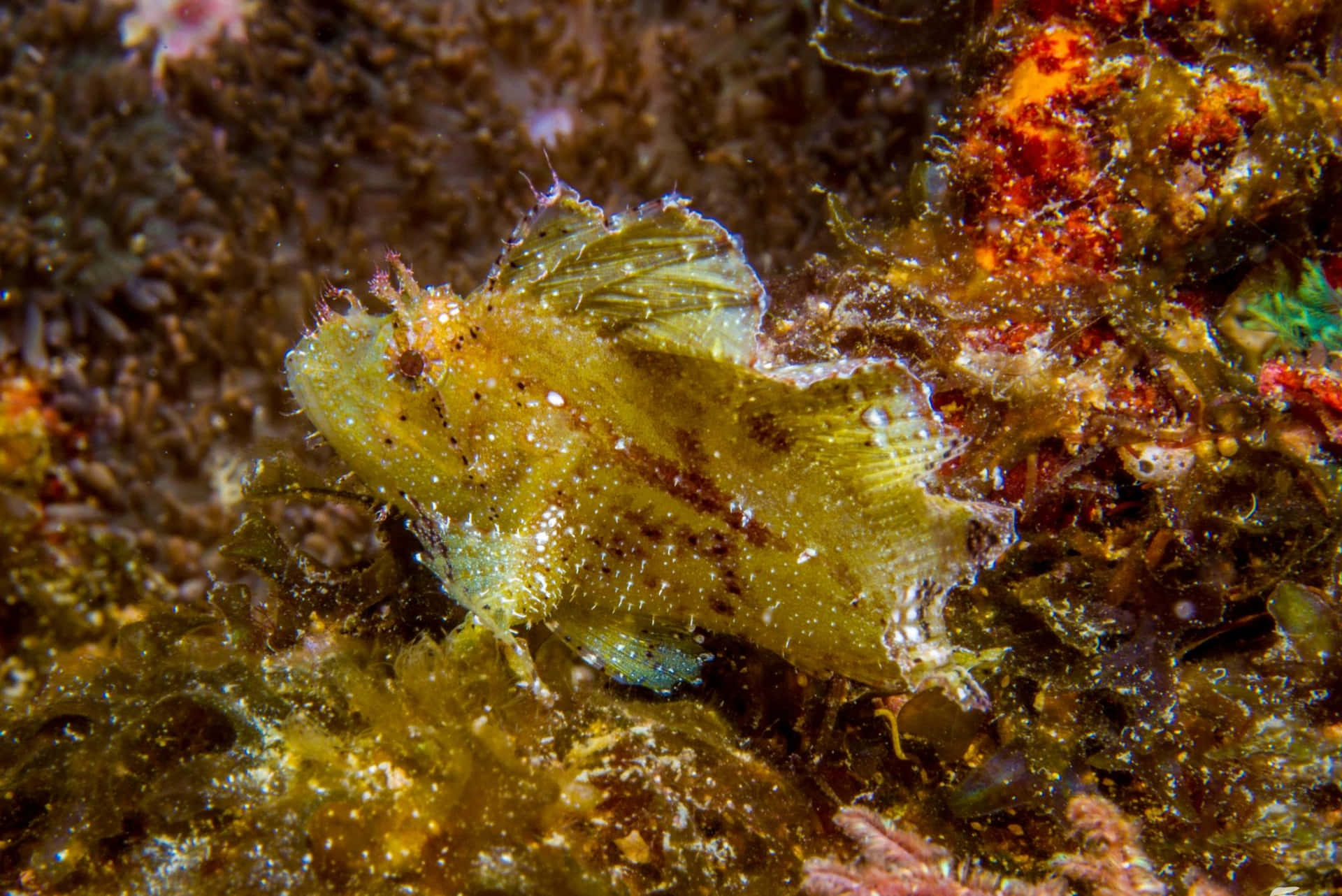 Poisson-scorpion Camouflé Sous L'eau.jpg Fond d'écran