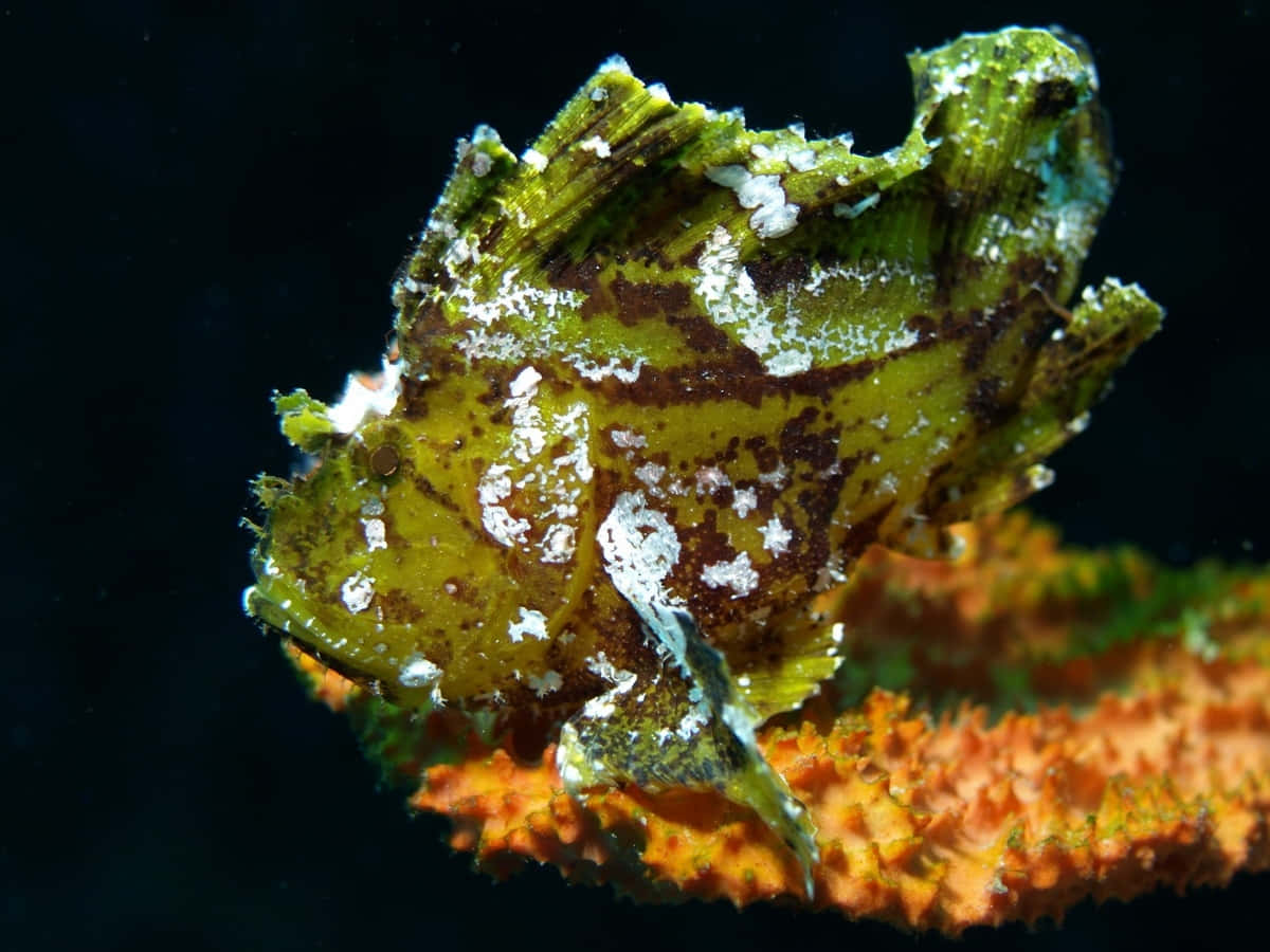 Poisson Scorpion Camouflé Sous L'eau.jpg Fond d'écran